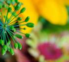 USA, Indiana, Fishers. Close-up of green flower buds. Art Print